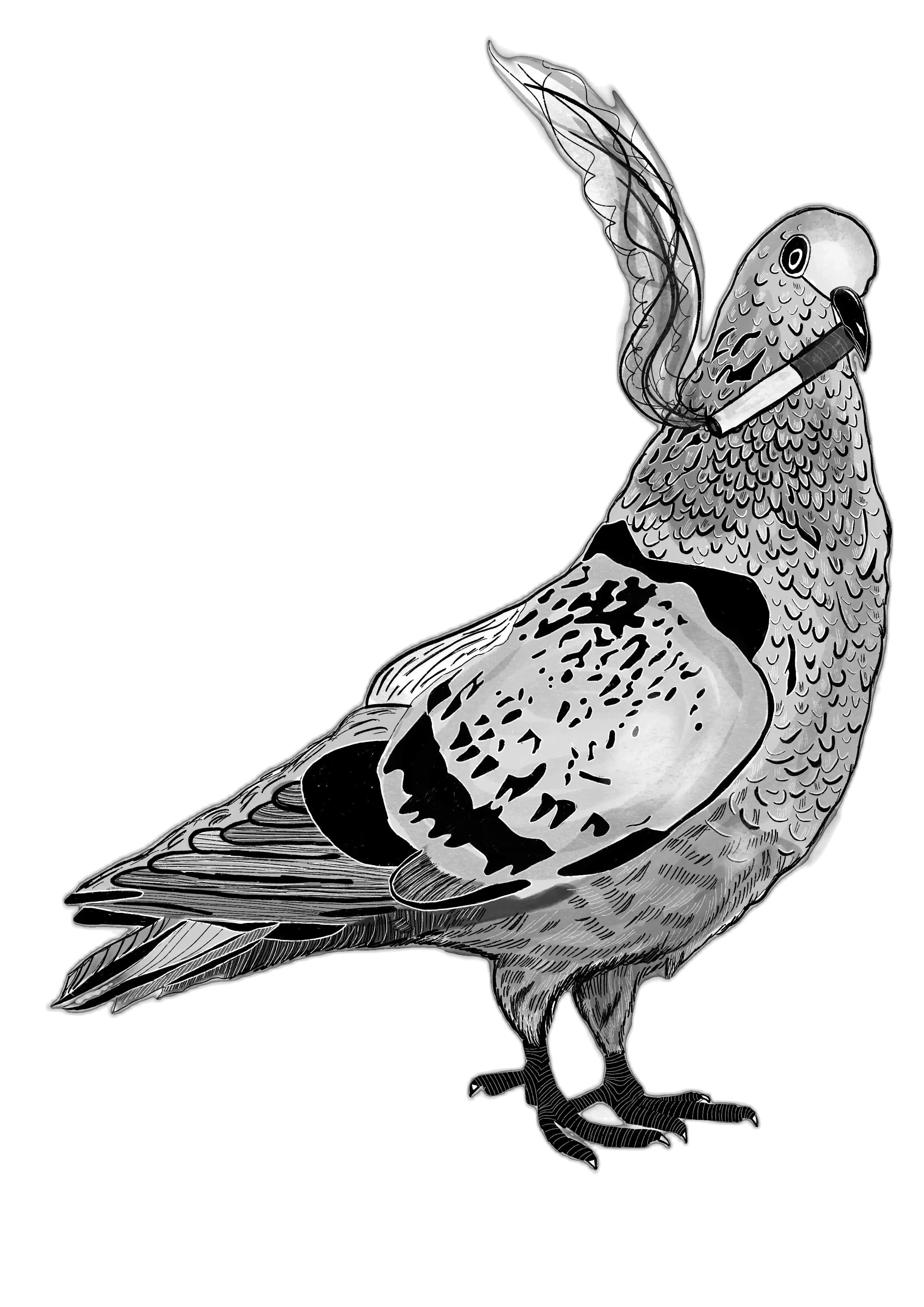 Ink drawing of a pigeon with a lit cigarette in its beak. Art by RKV.